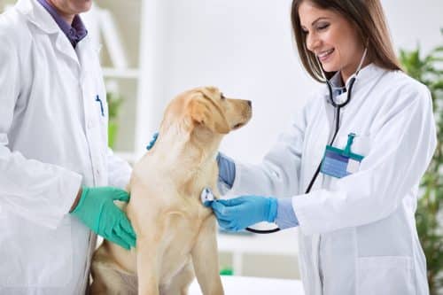 Veterinary clinic